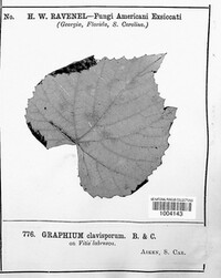 Graphium clavisporum image